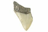 Partial, Fossil Megalodon Tooth - Serrated Blade #273048-1